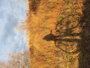 Ирина Александровна Азарова