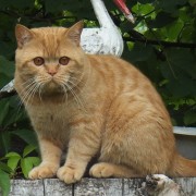 Печка Александр